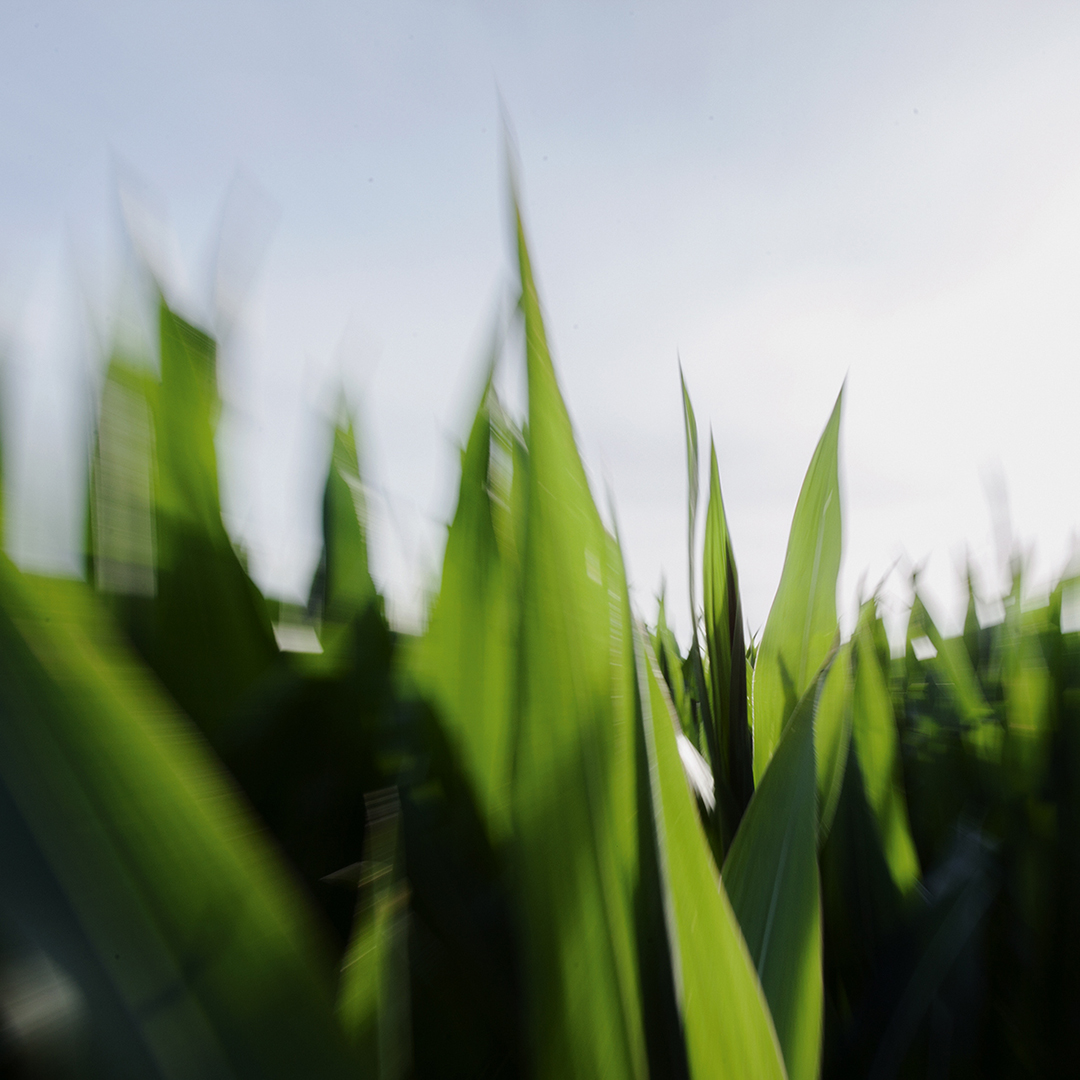 Aus der Froschperspektive geht der Blick an riesigen, bildfüllenden Grashalmen hinauf in Richtung eines klaren sommerlichen Himmels.