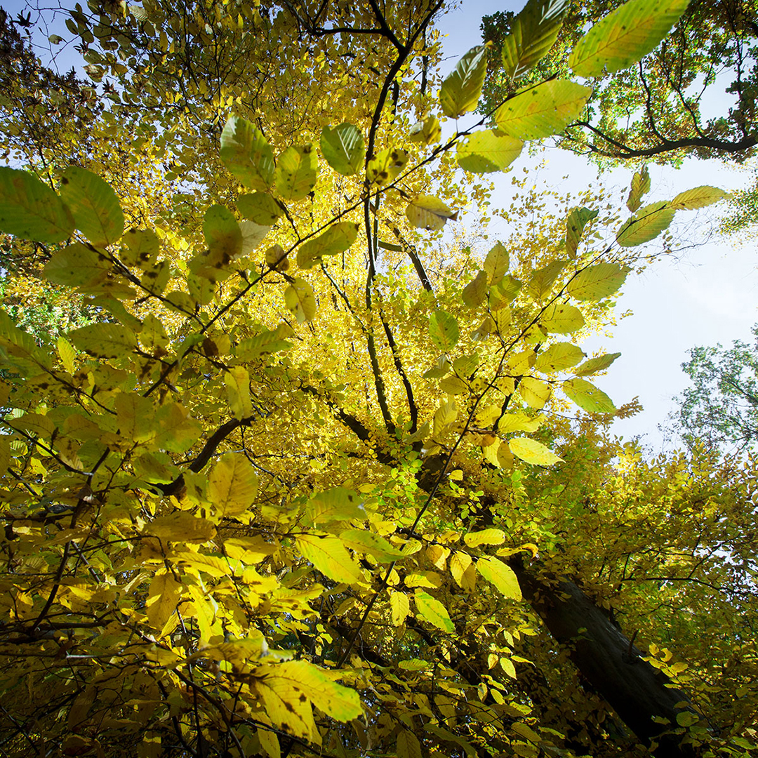 Blick von unten durch das Geäst eines in gelblichen Herbstfarben leuchtenden Laubbaumes in den blauen Himmel.